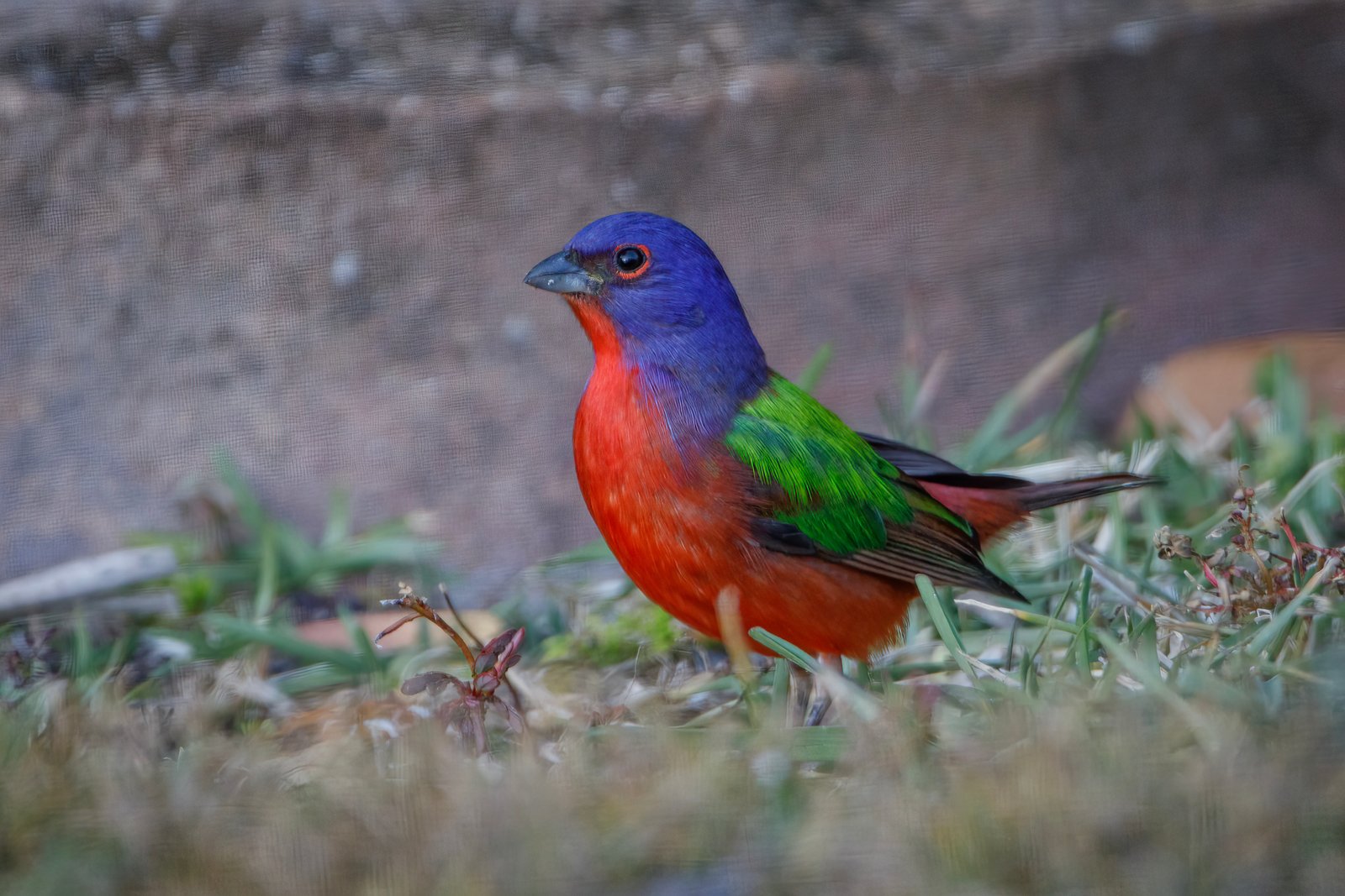 Painted Bunting Male On Ground Looking For Grass Seeds