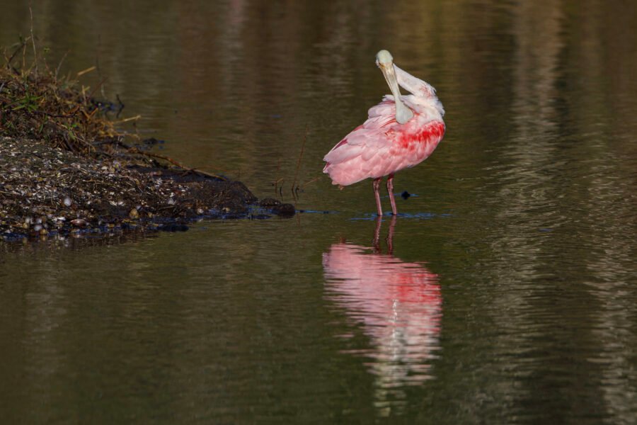 Roseate Spoonbill Preening Back In Calm Water