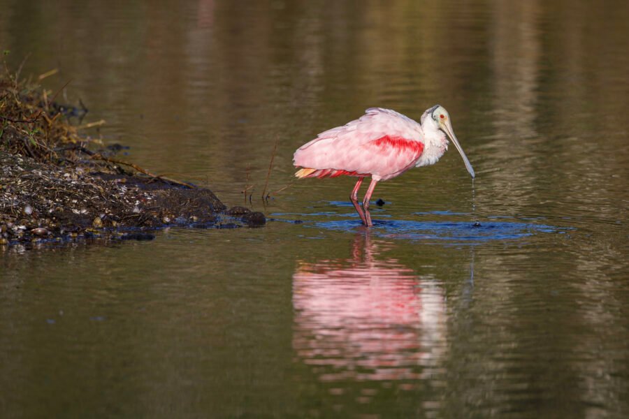 Roseate Spoonbill Water Drips With Reflection