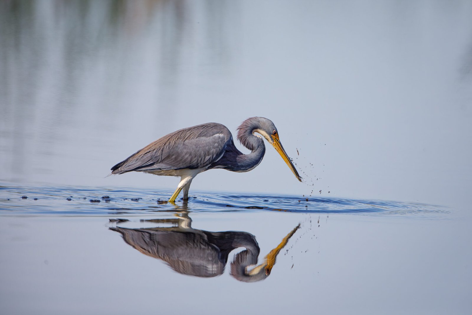 Tri Colored Heron Grabbing For Food With Reflection