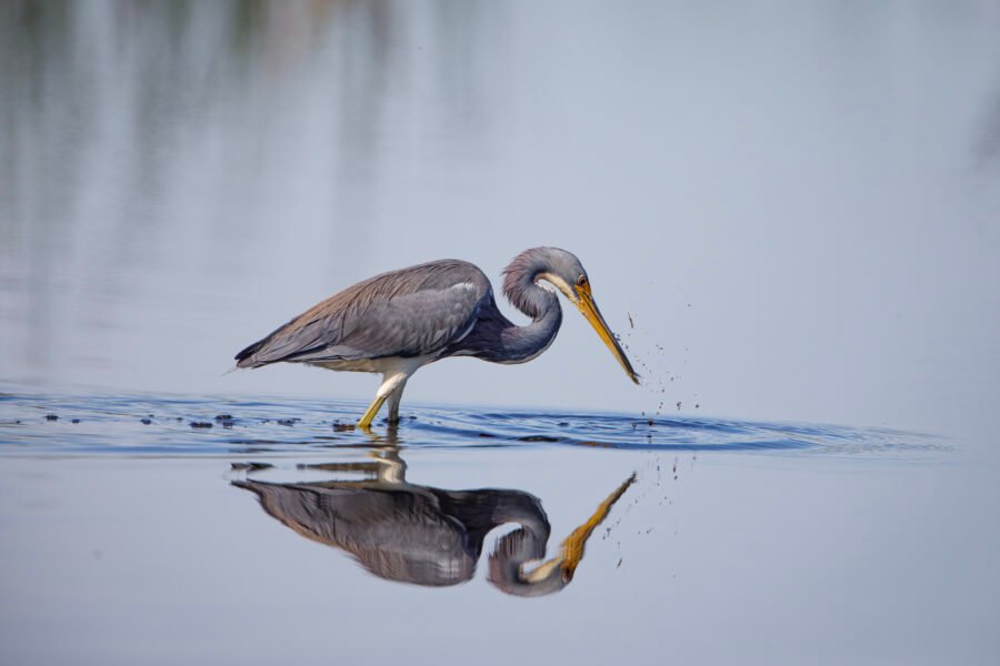 Tri Colored Heron Grabbing For Food With Reflection