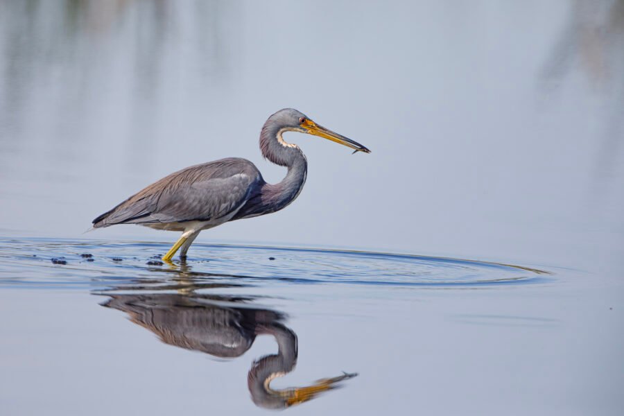 Tri Colored Heron With Catch In Water With Reflection