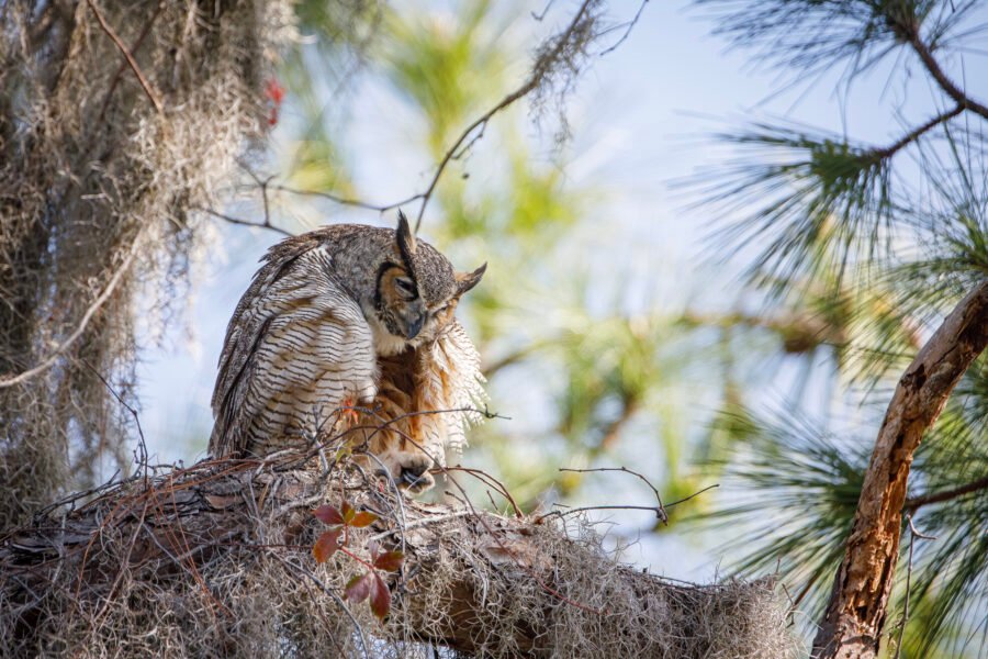 Great Horned Owl Crouching