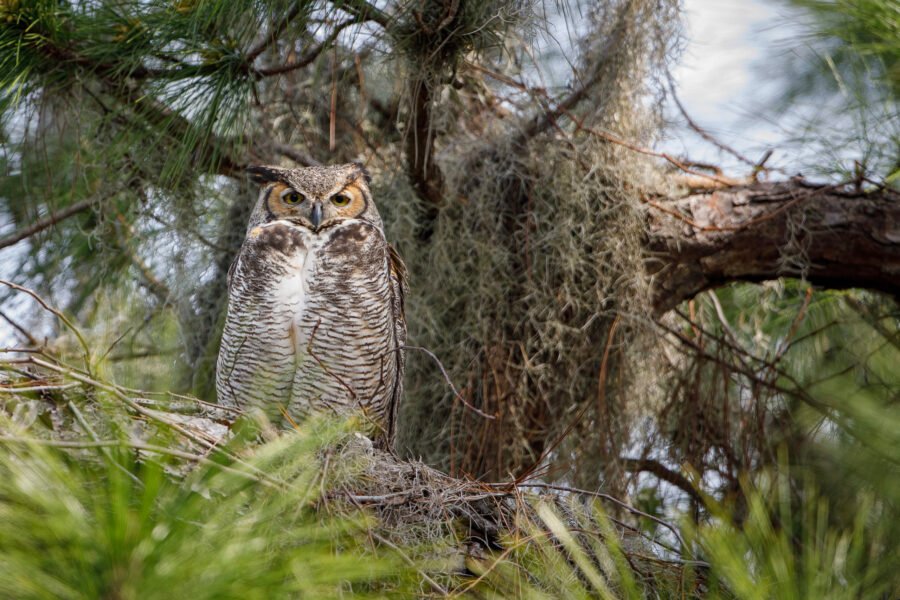 Great Horned Owl Female Alert By Nest