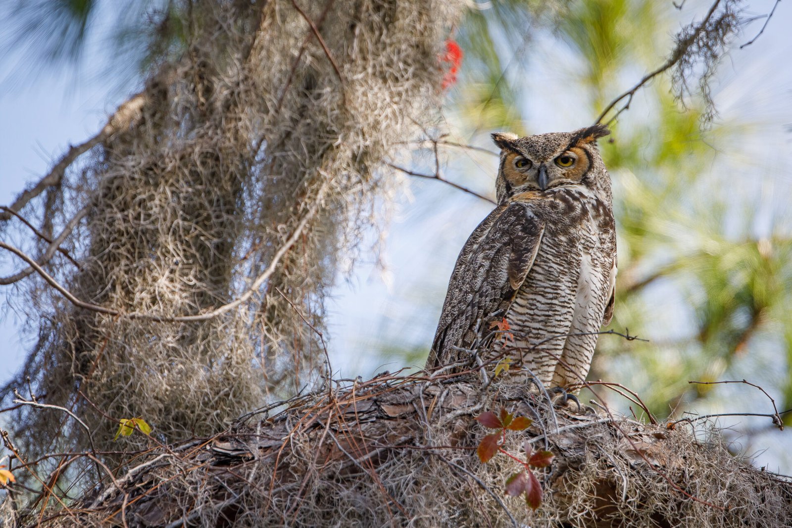 Great Horned Owl Looking Over Shoulder