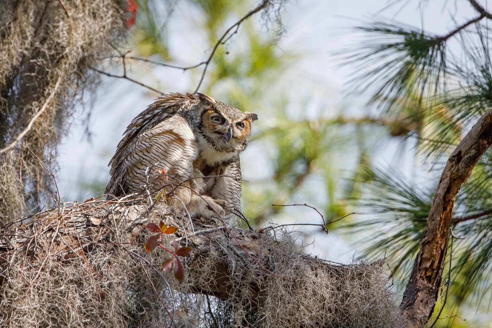 Great Horned Owl Ready To Scratch