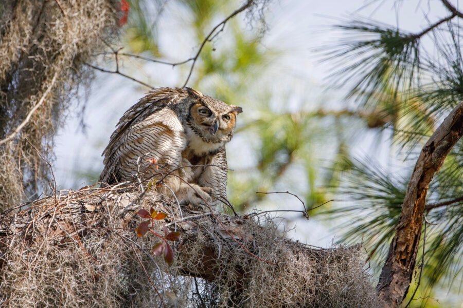 Great Horned Owl Ready To Scratch