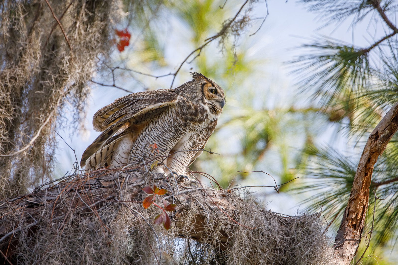 Great Horned Owl Ruffling Feathers In Wind