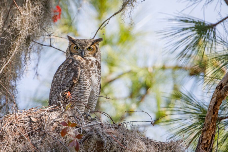 Great Horned Owl Watching Out By Nest