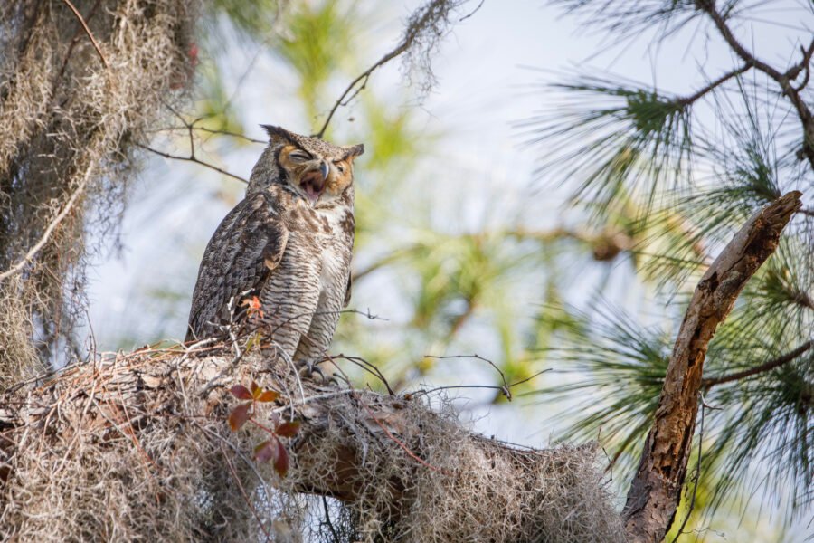 Great Horned Owl With Big Yawn