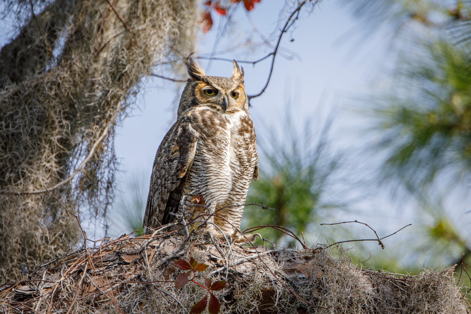 Great Horned Owl With Ear Tufts Blowing In Wind