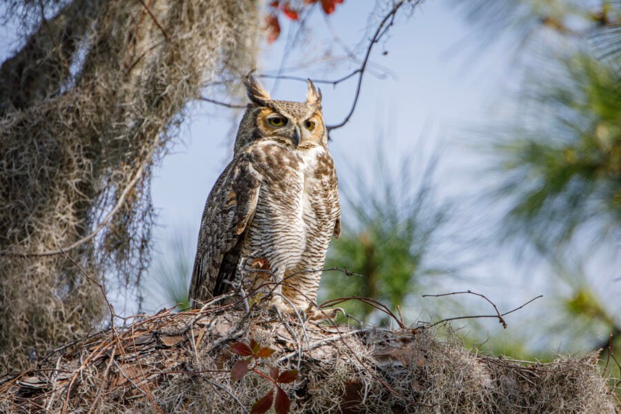 Great Horned Owl With Ear Tufts Blowing In Wind