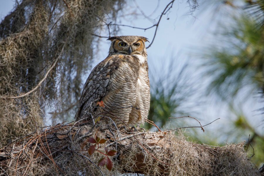 Great Horned Owl With Ear Tufts Slicked Back