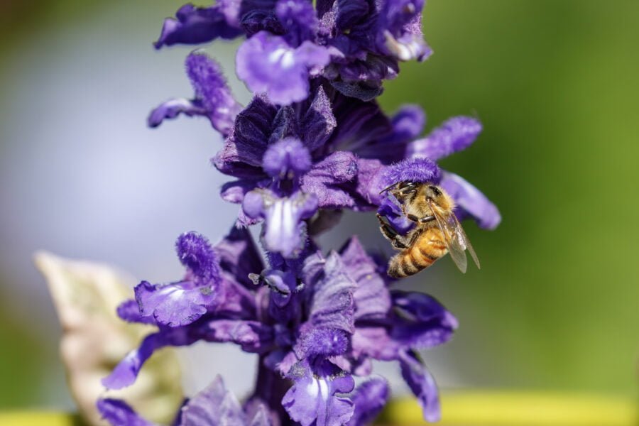 Honey Bee Feasting On Purple Salvia