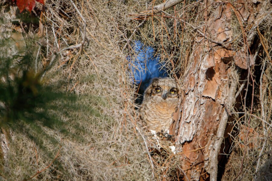 Great Horned Owl Chick Peeking Out From Nest