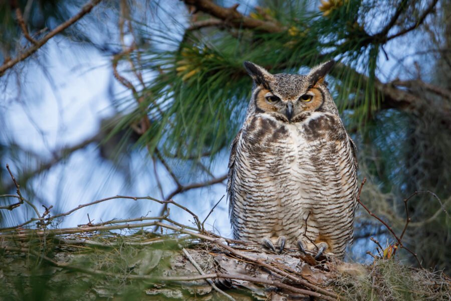 Great Horned Owl Female Resting On Branch By Nest
