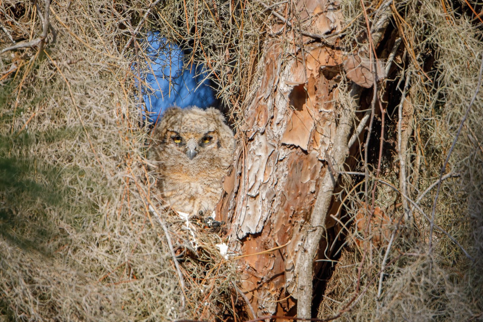 Great Horned Owl Chick Looking Out From Nest