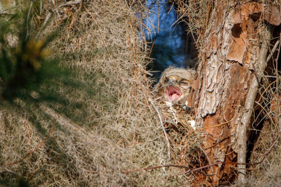 Great Horned Owl Chick Yawning In Nest