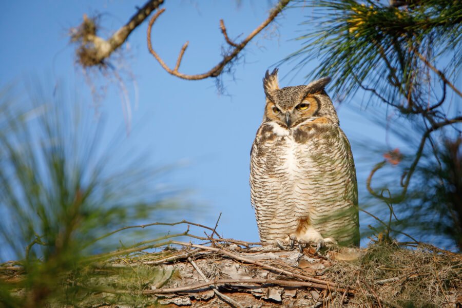 Great Horned Owl Female On Windy Perch