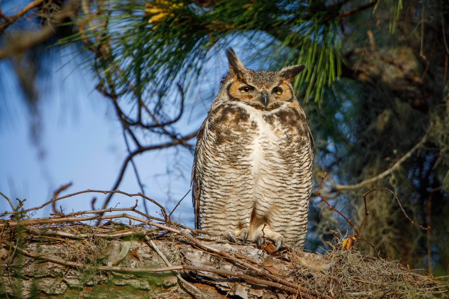 Great Horned Owl Female Perched By Nest