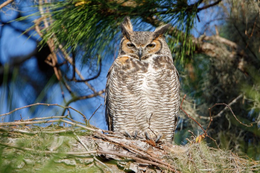 Great Horned Owl Female Resting On Sunny Branch