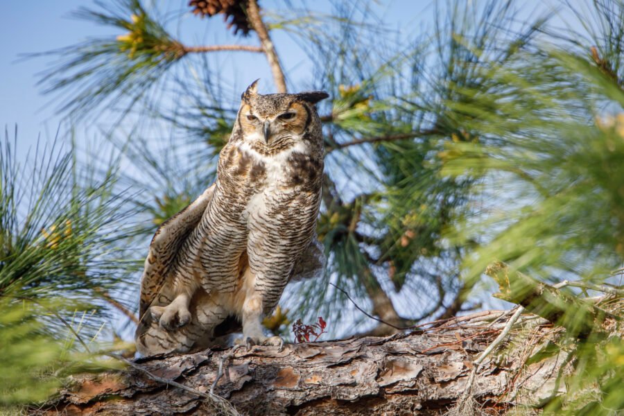Great Horned Owl Stretching Leg And Wings