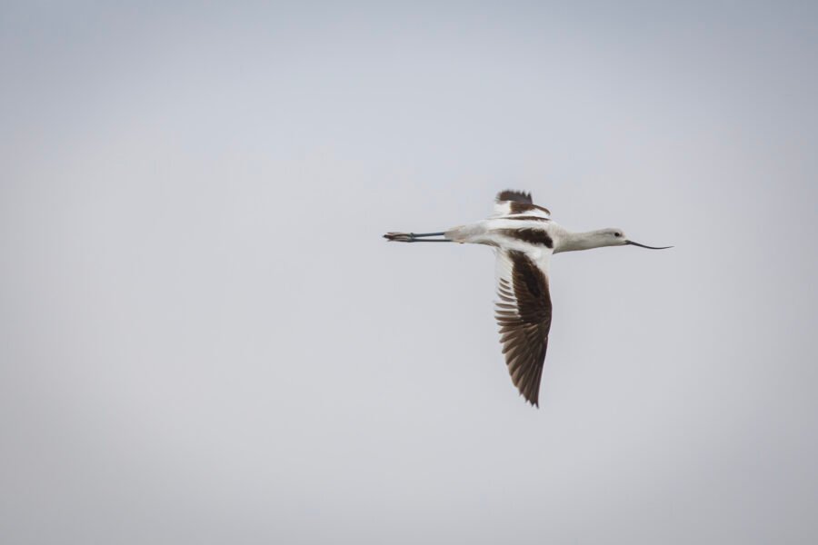 American Avocet Flying By