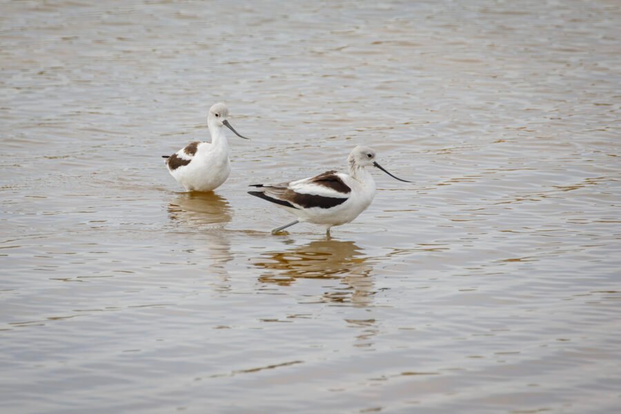 American Avocet Pair Walking Through Shallow Water