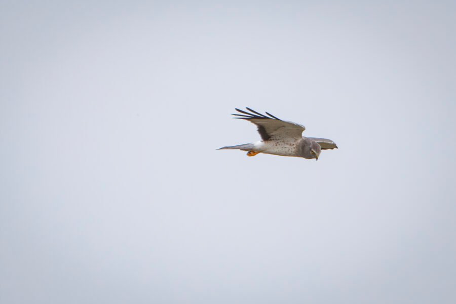 Northern Harrier Male Circling Marsh