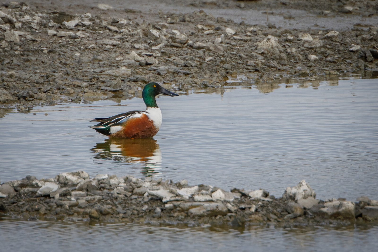 Northern Shoveler Male Standing In Small Pool Of Water