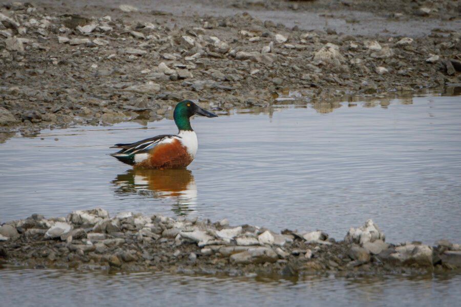 Northern Shoveler Male Standing In Small Pool Of Water