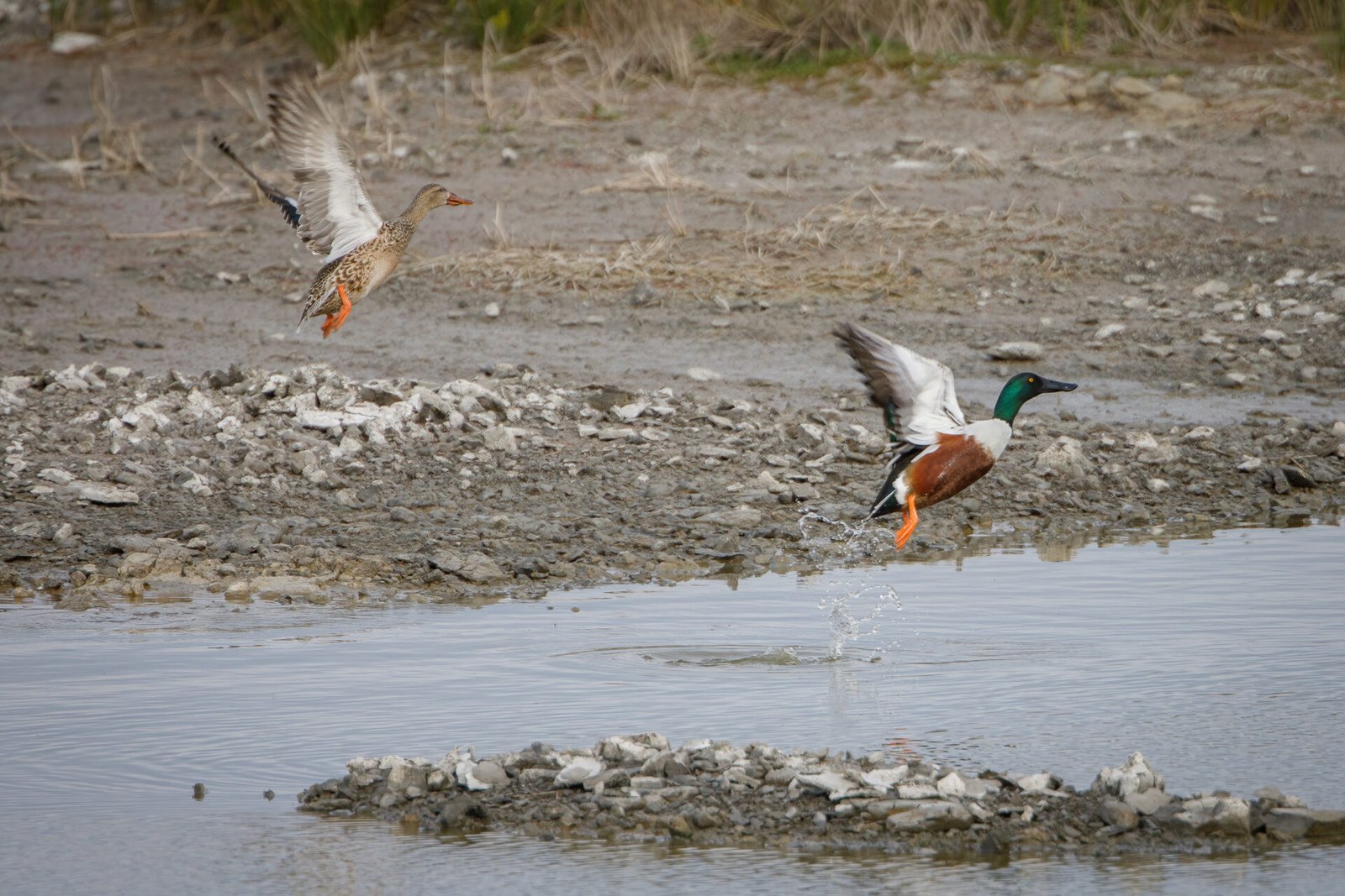 Northern Shoveler Pair Taking Off From Water