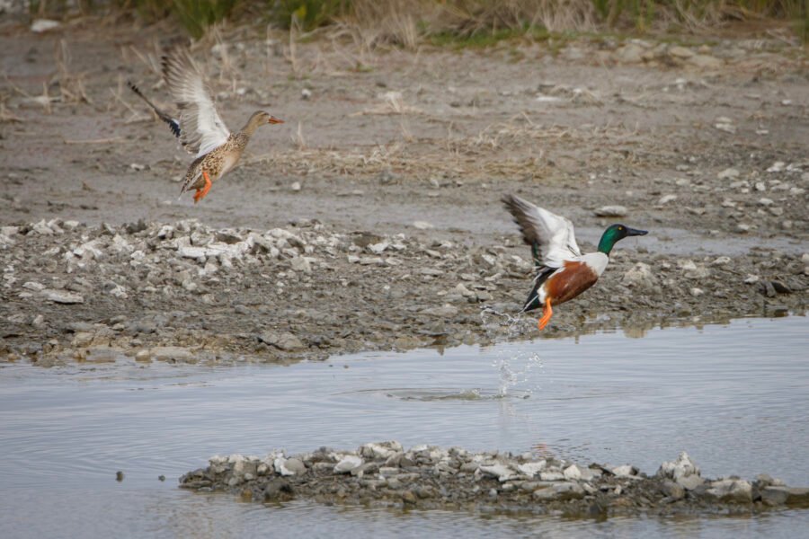Northern Shoveler Pair Taking Off From Water