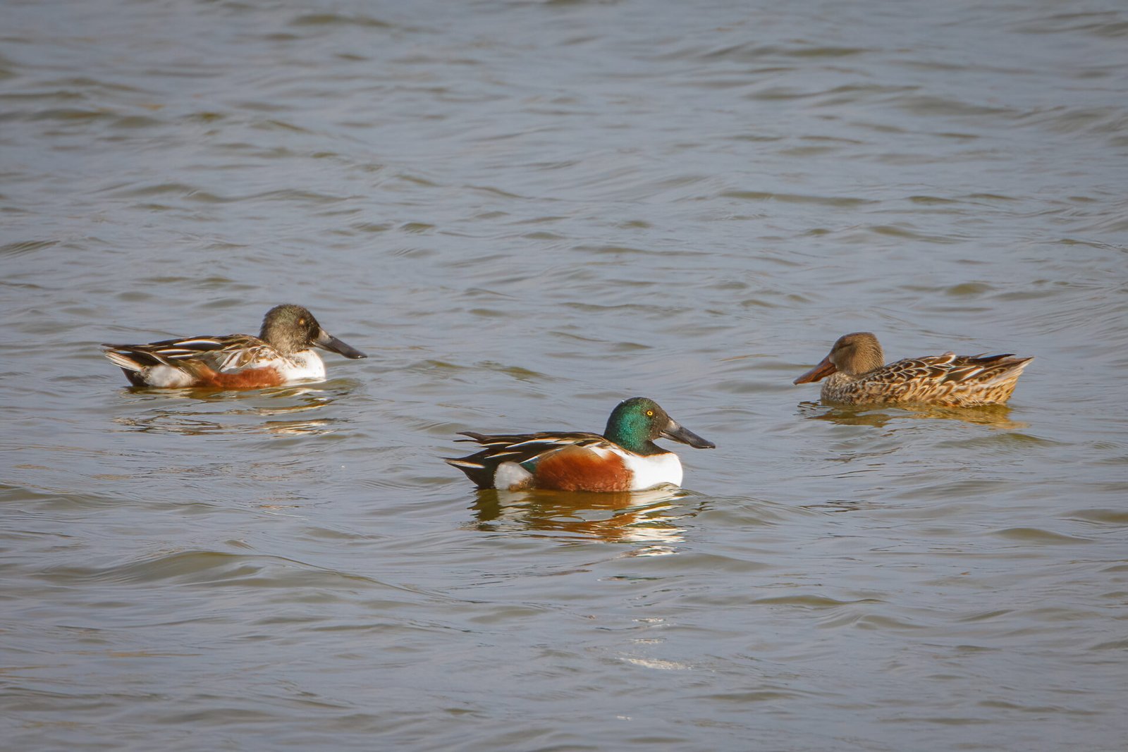 Northern Shoveler Trio Resting On Lake