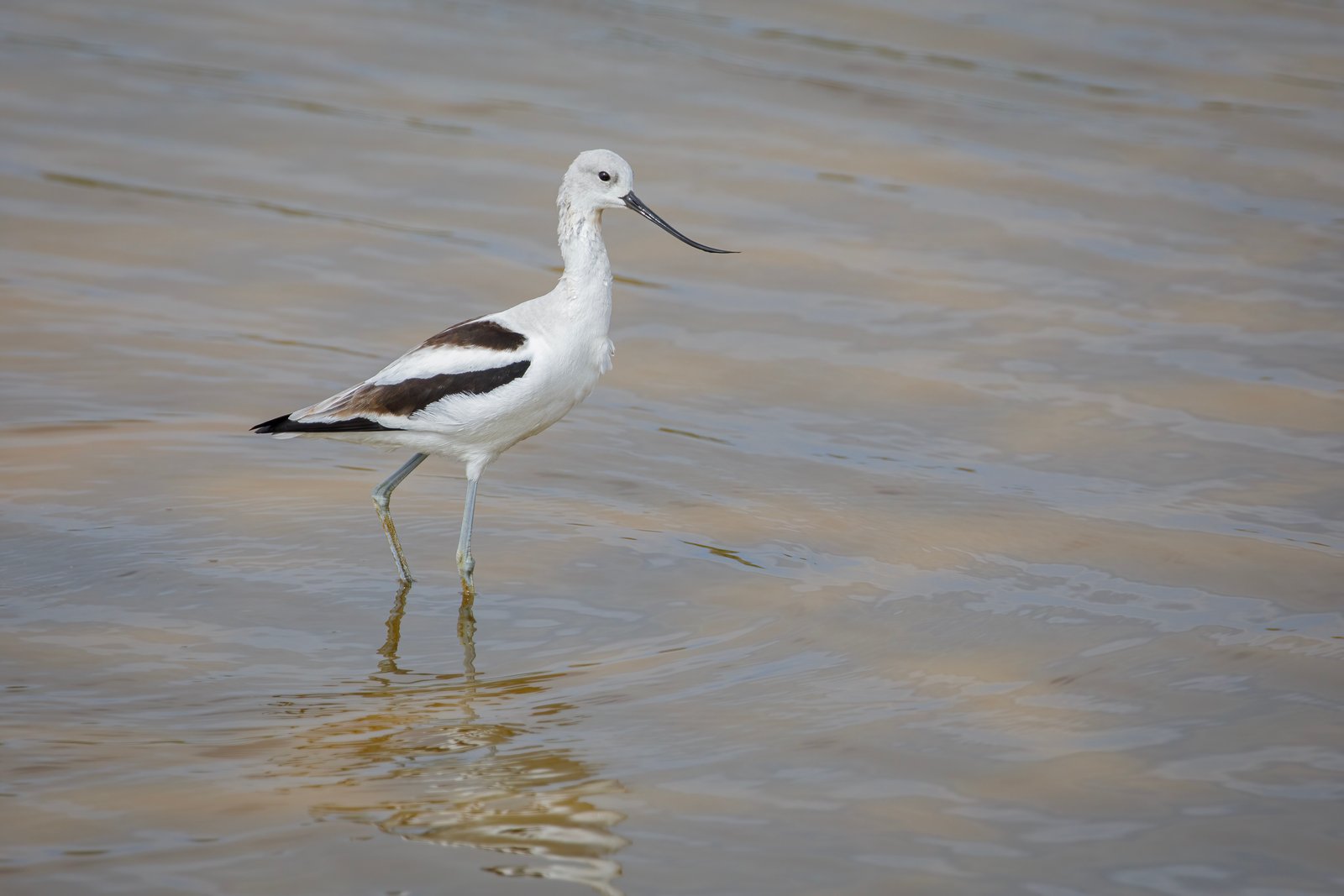 American Avocet Wading Through Pond