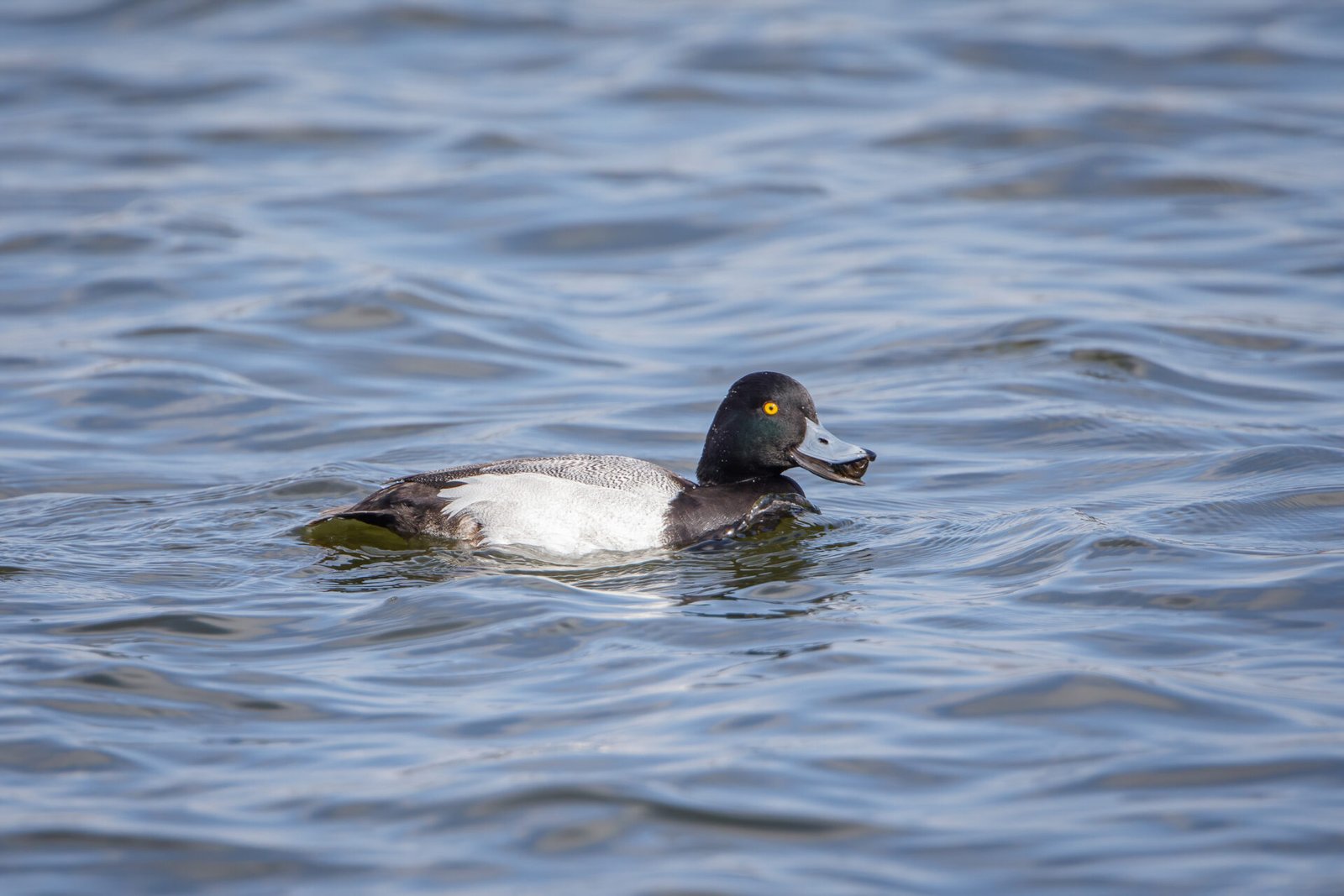 Lesser Scaup Drake Carrying Fresh Snail