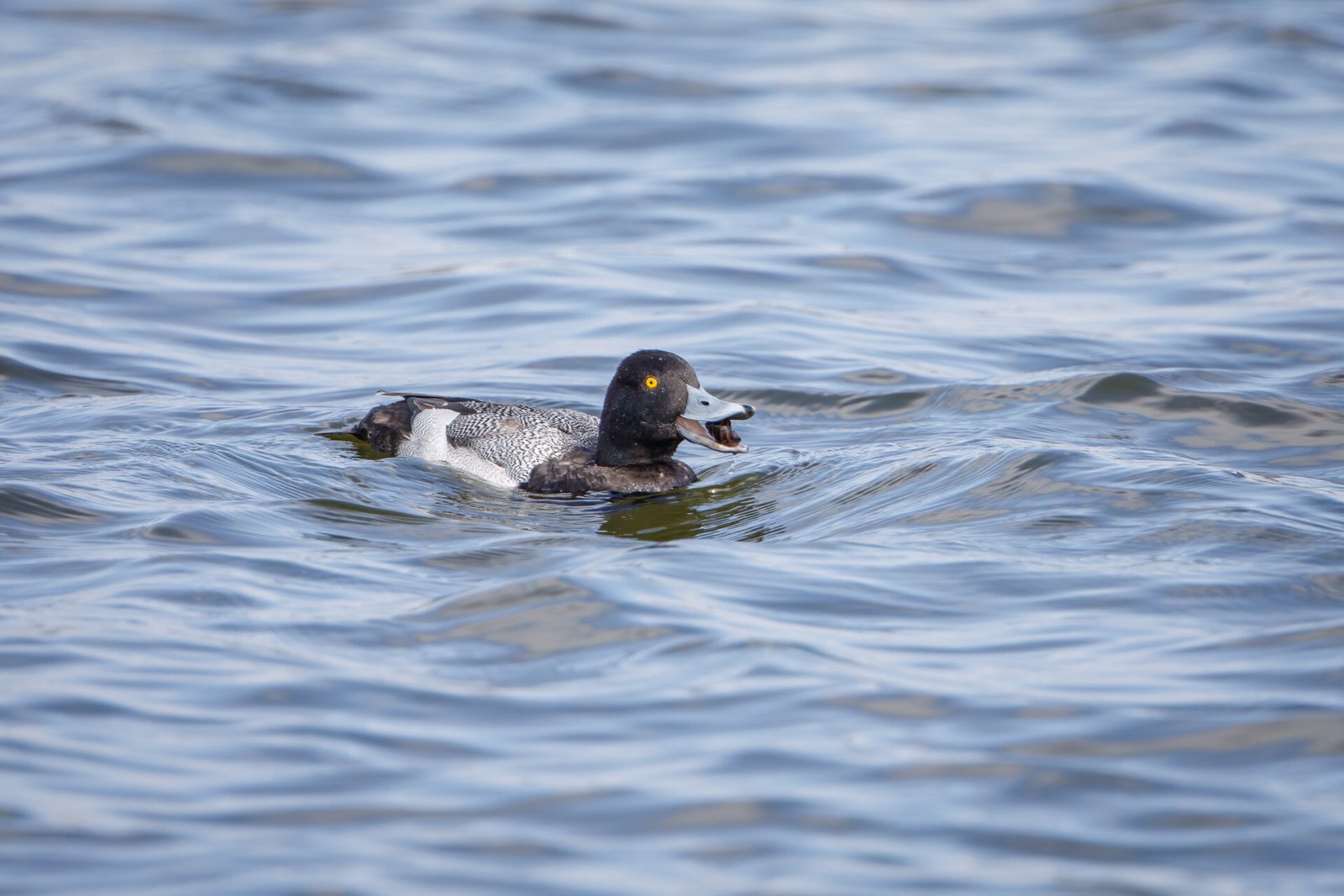 Lesser Scaup Drake Surfacing With Snail