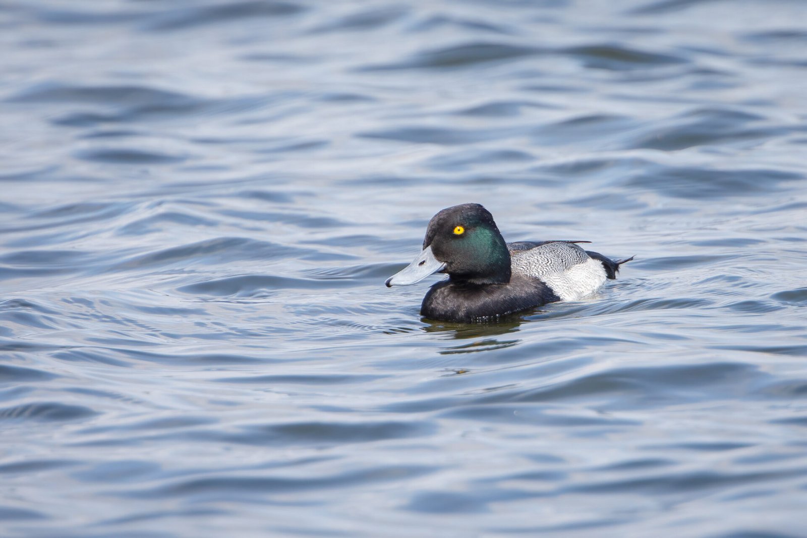 Lesser Scaup Drake With Dark Green Head