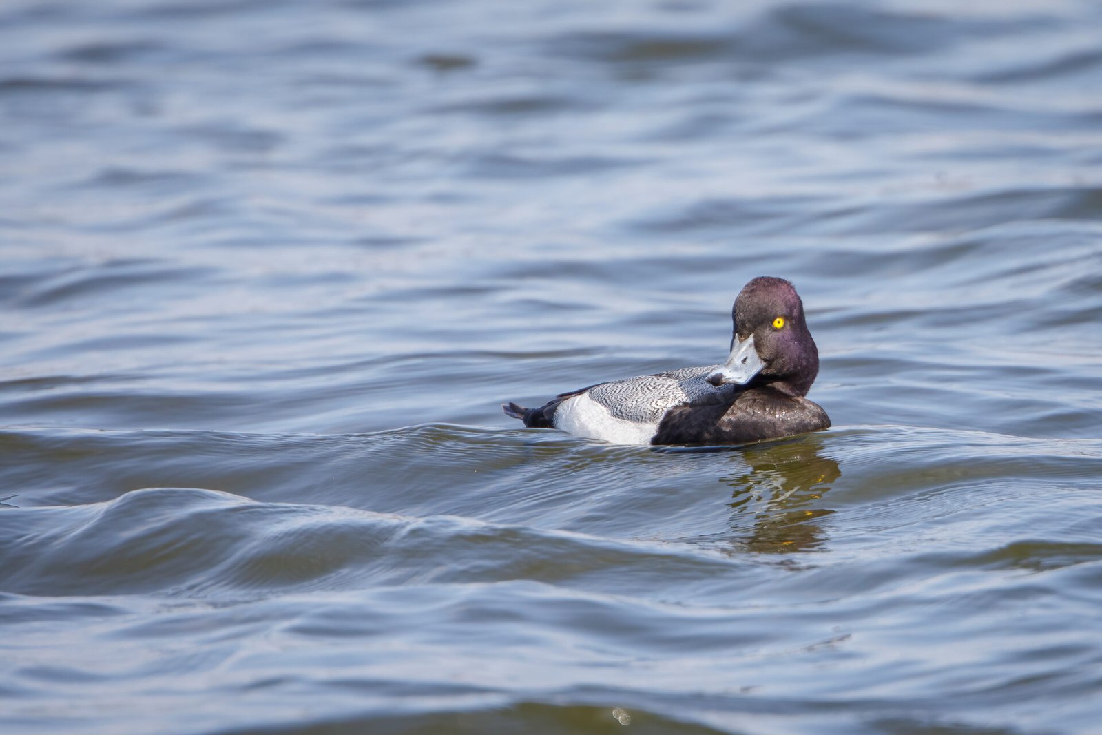 Lesser Scaup Drake With Purple Head Looking Back