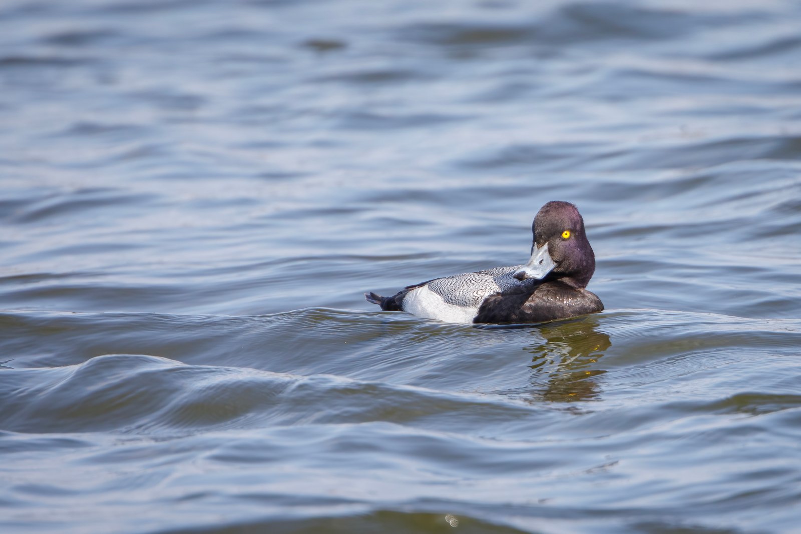 Lesser Scaup Drake With Purple Head Looking Back