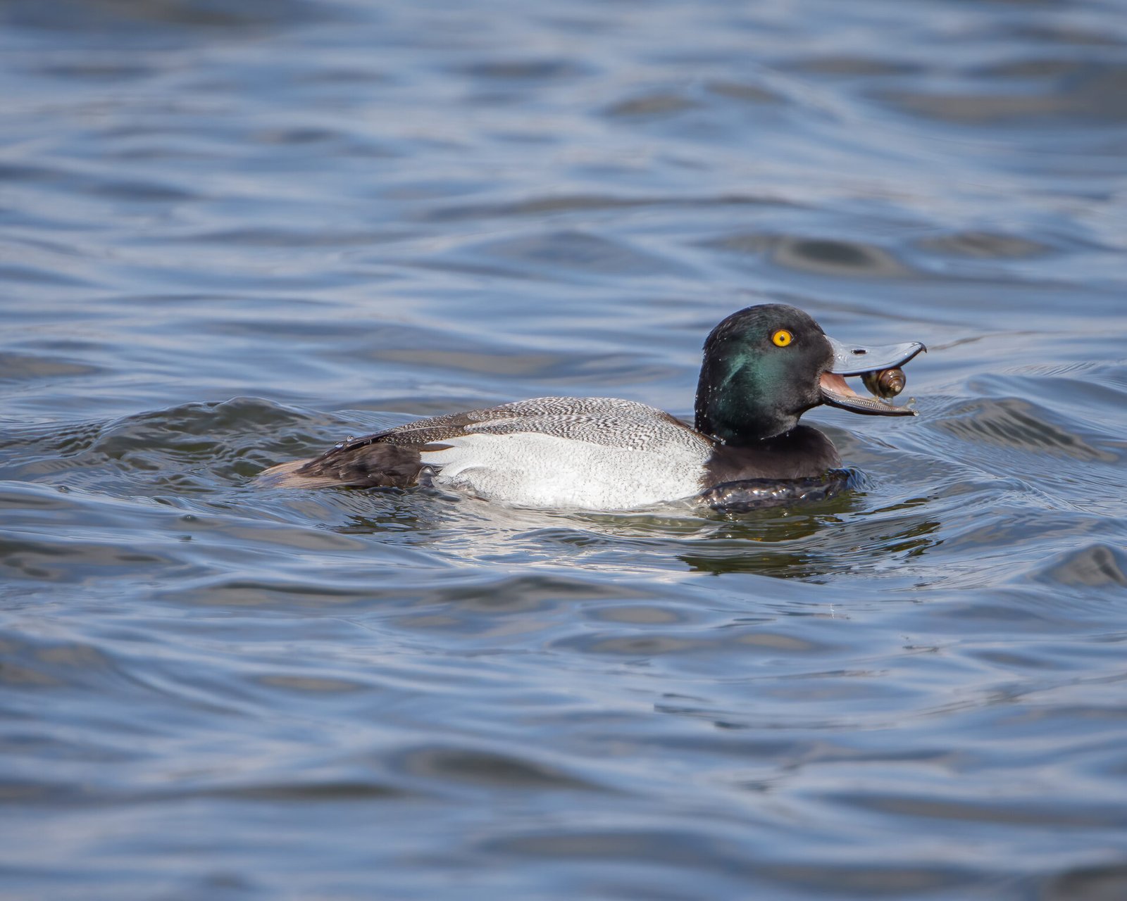 Lesser Scaup Male Swallowing Snail