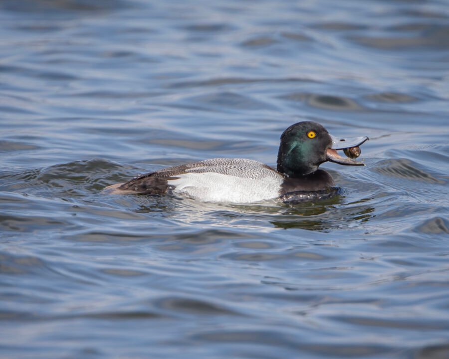 Lesser Scaup Male Swallowing Snail