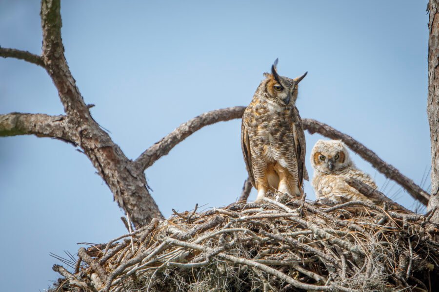 Great Horned Owl And Chick Looking Out From Nest