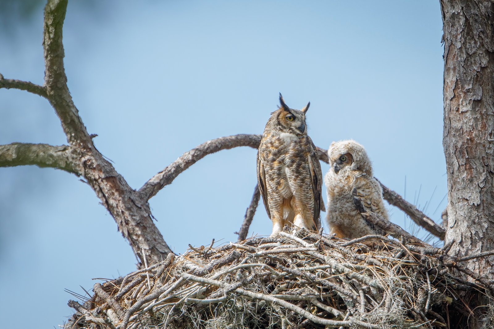 Great Horned Owl With Chick On Nest