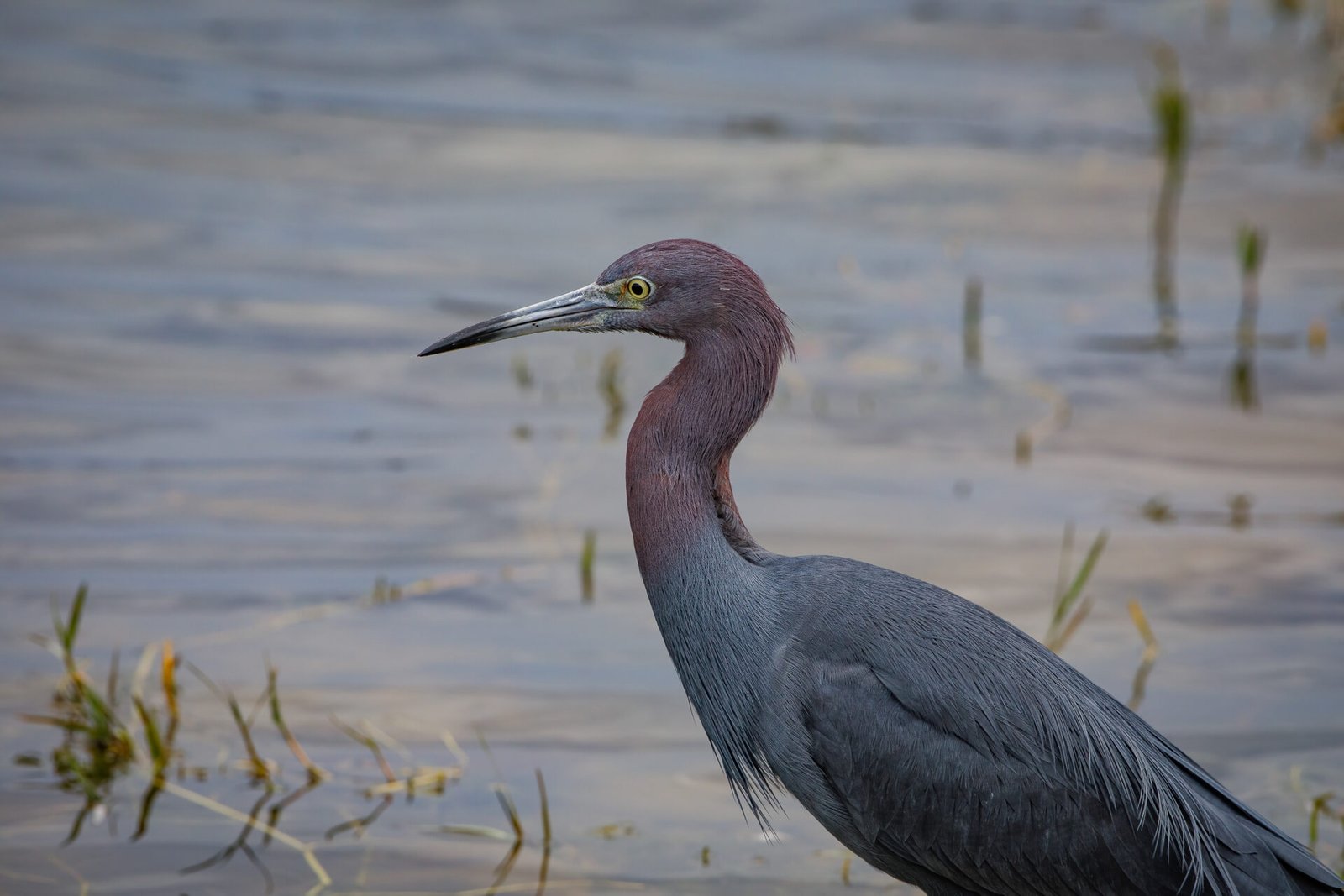 Little Blue Heron Portrait