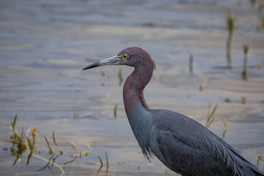 Little Blue Heron Portrait