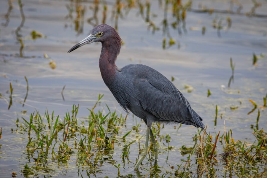 Little Blue Heron Wading Through Water Looking For Minnows