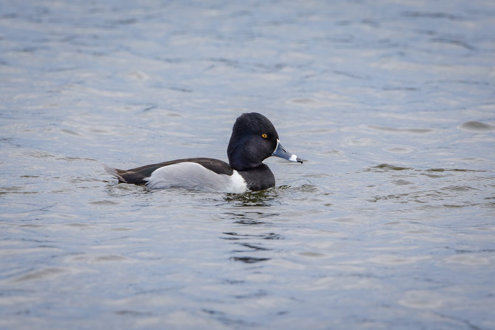Ring Necked Duck Male Swimming Across Lake