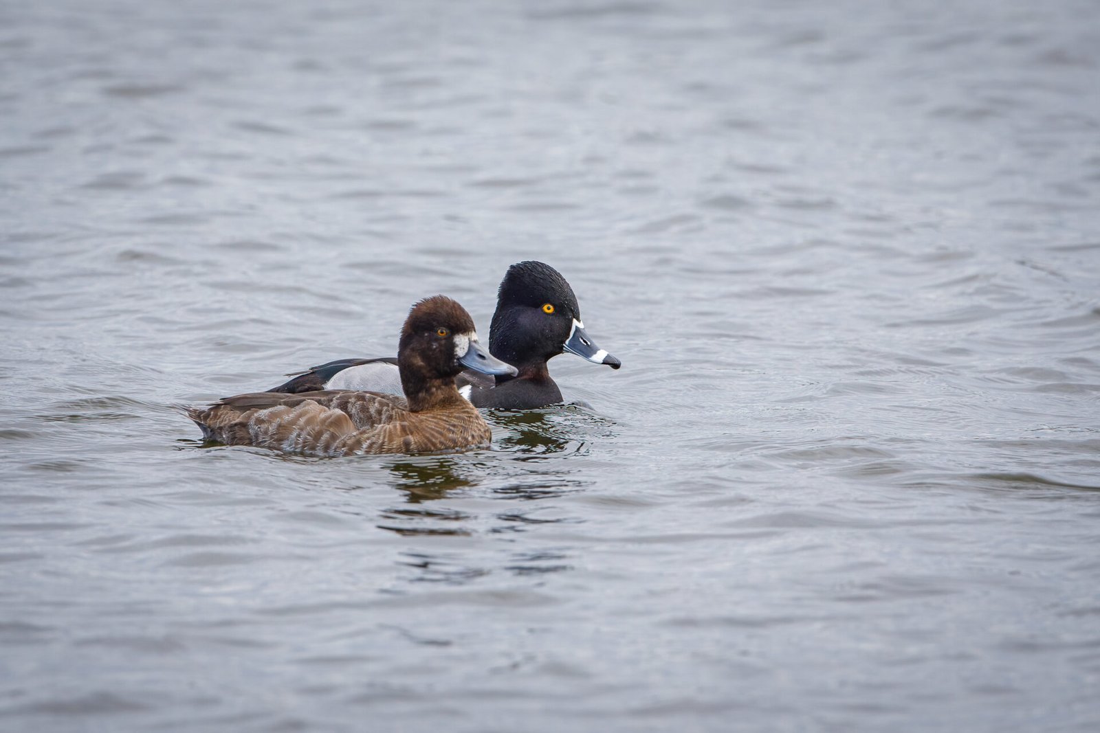 Ring Necked Duck Male With Female Lesser Scaup