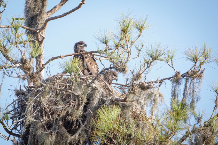 Bald Eagle Juveniles Looking Out From Nest